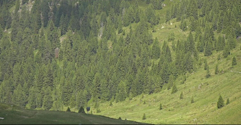 Webcam Сан-Мартино-ди-Кастроцца - Пассо-Ролле - Tognola - Piste Scandola