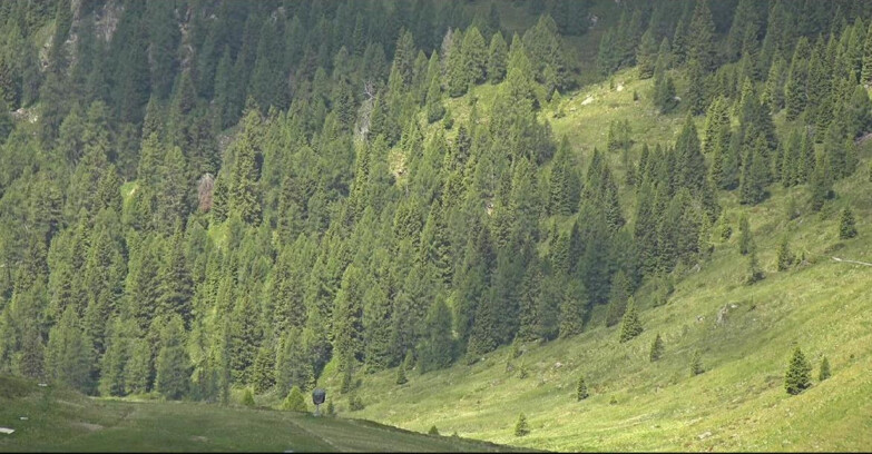 Webcam Сан-Мартино-ди-Кастроцца - Пассо-Ролле - Tognola - Piste Scandola