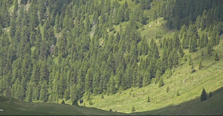 Webcam Сан-Мартино-ди-Кастроцца - Пассо-Ролле - Tognola - Piste Scandola