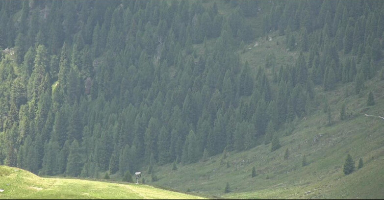 Webcam Сан-Мартино-ди-Кастроцца - Пассо-Ролле - Tognola - Piste Scandola