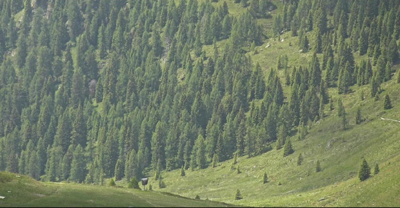 Webcam Сан-Мартино-ди-Кастроцца - Пассо-Ролле - Tognola - Piste Scandola