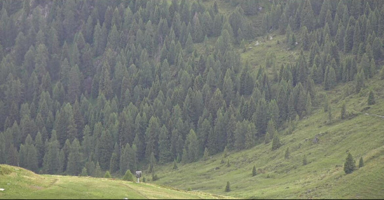 Webcam Сан-Мартино-ди-Кастроцца - Пассо-Ролле - Tognola - Piste Scandola