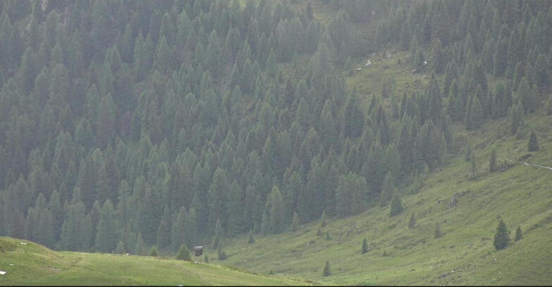 Webcam Сан-Мартино-ди-Кастроцца - Пассо-Ролле - Tognola - Piste Scandola