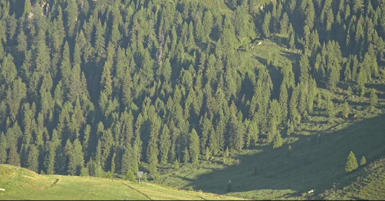 Webcam Сан-Мартино-ди-Кастроцца - Пассо-Ролле - Tognola - Piste Scandola