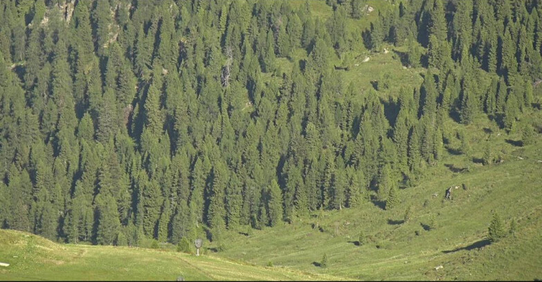 Webcam Сан-Мартино-ди-Кастроцца - Пассо-Ролле - Tognola - Piste Scandola