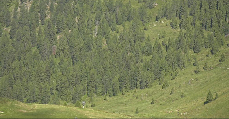 Webcam Сан-Мартино-ди-Кастроцца - Пассо-Ролле - Tognola - Piste Scandola