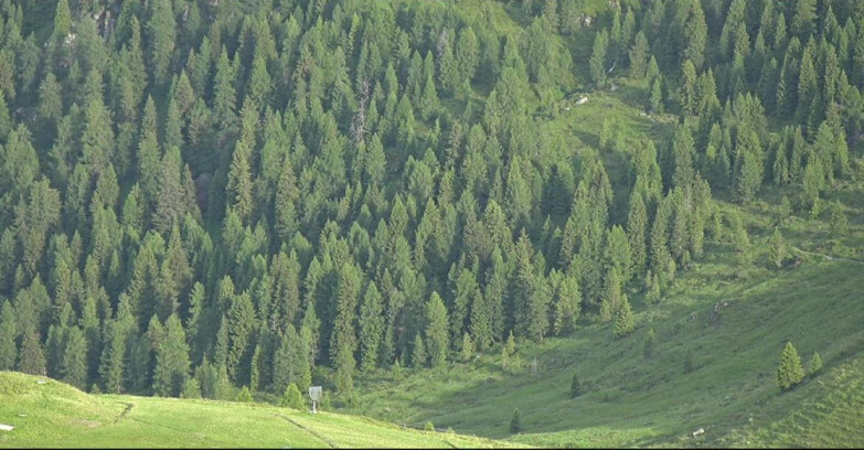 Webcam San Martino di Castrozza - Passo Rolle - Tognola - Pista Scandola
