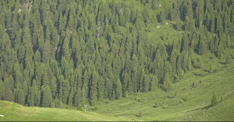 Webcam San Martino di Castrozza - Passo Rolle - Tognola - Pista Scandola