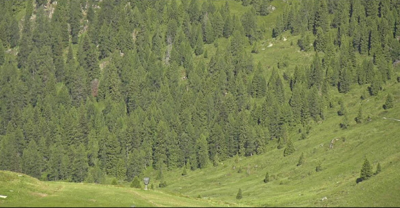 Webcam San Martino di Castrozza - Passo Rolle - Tognola - Pista Scandola