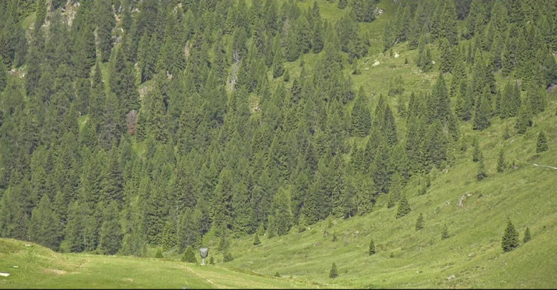 Webcam San Martino di Castrozza - Passo Rolle - Tognola - Piste Scandola