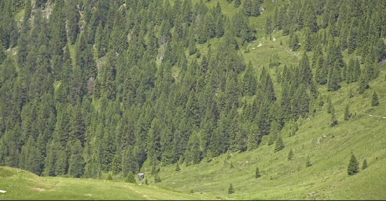 Webcam San Martino di Castrozza - Passo Rolle - Tognola - Piste Scandola