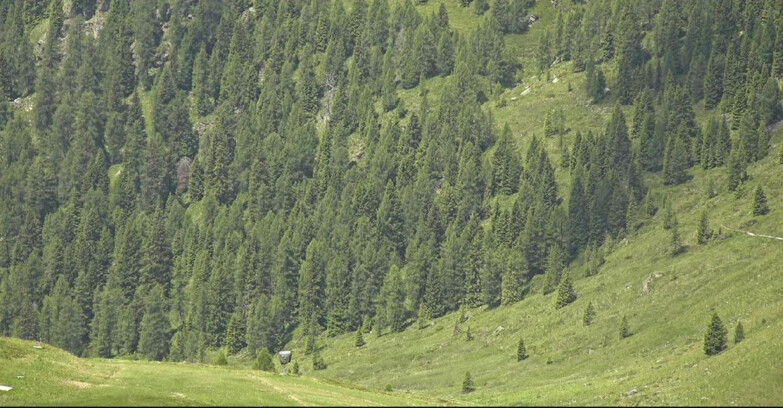 Webcam San Martino di Castrozza - Passo Rolle - Tognola - Pista Scandola