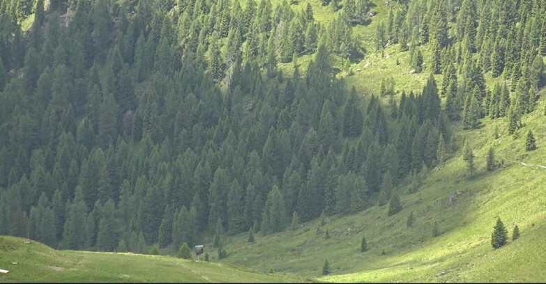 Webcam San Martino di Castrozza - Passo Rolle - Tognola - Pista Scandola