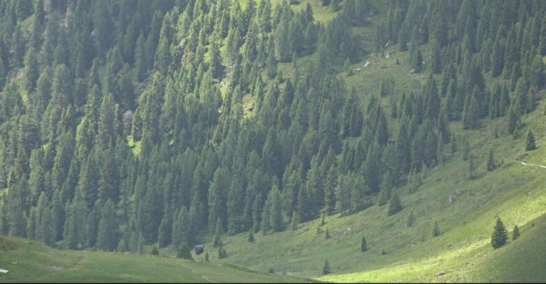 Webcam San Martino di Castrozza - Passo Rolle - Tognola - Pista Scandola