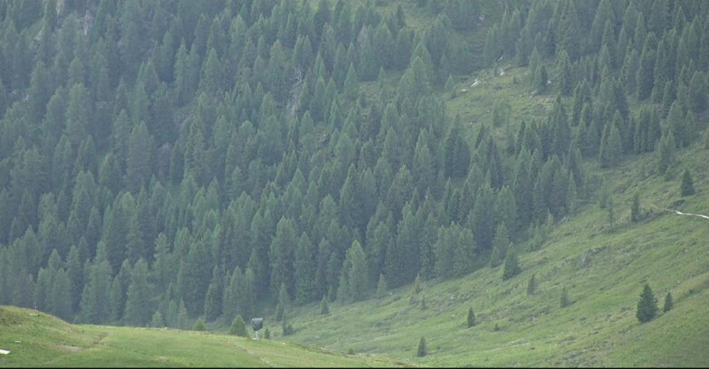 Webcam San Martino di Castrozza - Passo Rolle - Tognola - Pista Scandola