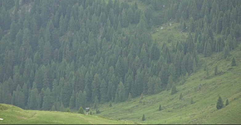 Webcam San Martino di Castrozza - Passo Rolle - Tognola - Pista Scandola