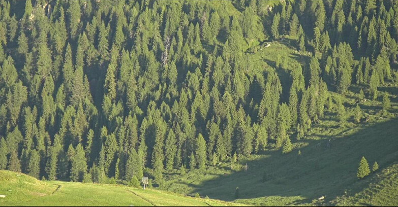 Webcam San Martino di Castrozza - Passo Rolle - Tognola - Piste Scandola
