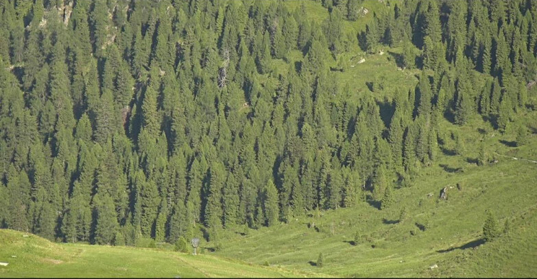 Webcam San Martino di Castrozza - Passo Rolle - Tognola - Piste Scandola