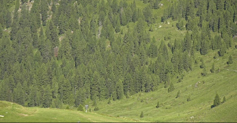 Webcam San Martino di Castrozza - Passo Rolle - Tognola - Piste Scandola