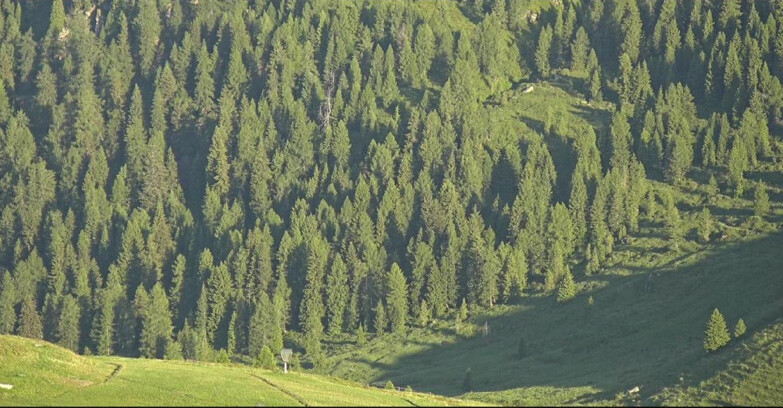 Webcam San Martino di Castrozza - Passo Rolle - Tognola - Pista Scandola