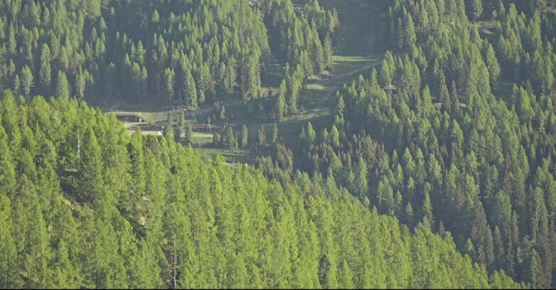 Webcam Сан-Мартино-ди-Кастроцца - Пассо-Ролле - Ces - Malga Valcigolera