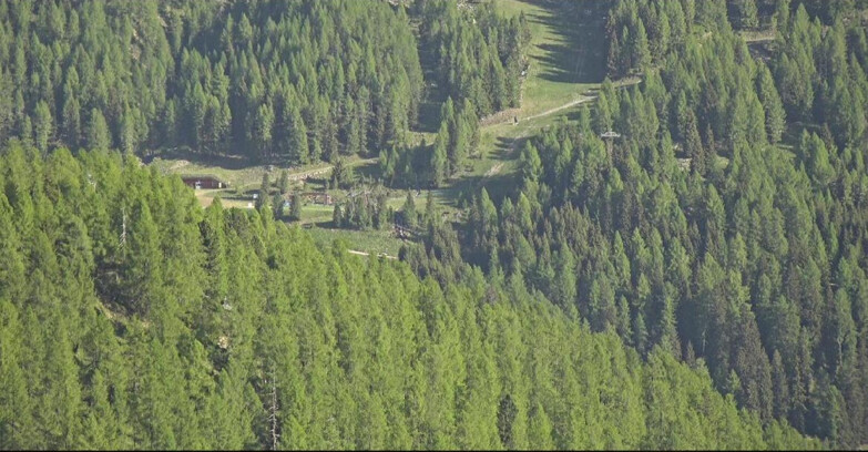 Webcam Сан-Мартино-ди-Кастроцца - Пассо-Ролле - Ces - Malga Valcigolera