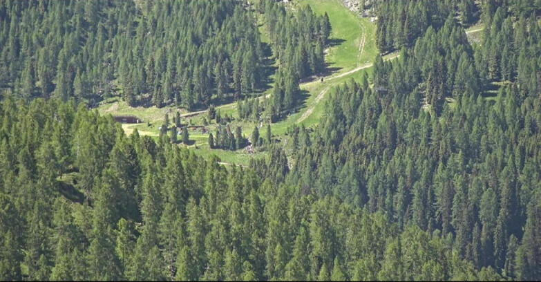 Webcam San Martino di Castrozza - Passo Rolle  - Ces - Malga Valcigolera